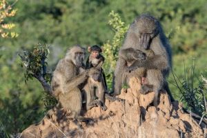 Chacma baboons on anthill in South Africa; Grobler Du Preez, Dreamstime