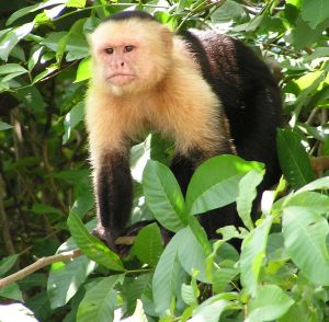 Panamanian white-faced capuchin living freely in Costa Rica; David M. Jensen (Storkk)