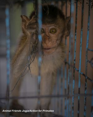 Infant long-tailed macaque in captivity; Animal Friends Jogja/Action for Primates