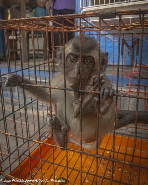 Long-tailed macaque at Indonesian market; Animal Friends Jogja/Action for Primates