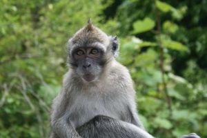 Long-tailed macaque living freely in Mauritius; Cruelty Free International