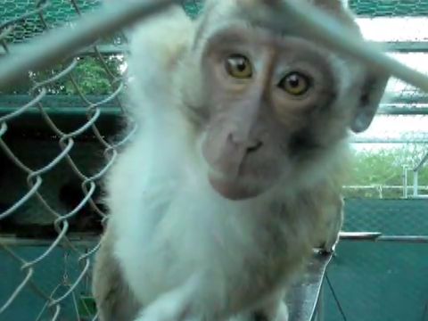 Long-tailed macaque in Mauritius monkey farm; Cruelty Free International