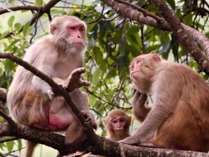 Rhesus macaques, free living; Timothy Gonsalves