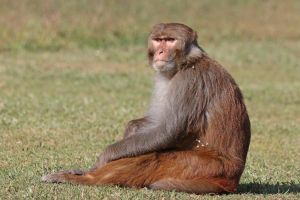 Male rhesus macaque in Gokarna Forest, Nepal; Charles J. Sharp/Wikipedia