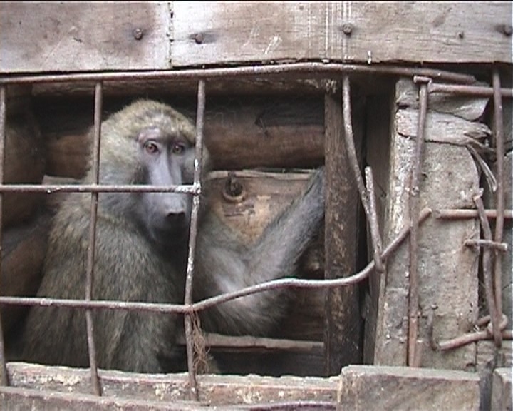 Wild-caught olive baboon in crate, Tanzania; Cruelty Free International