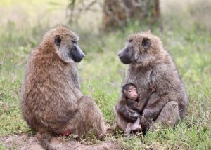 Olive baboons in Kenya; Jack Carter on Unsplash