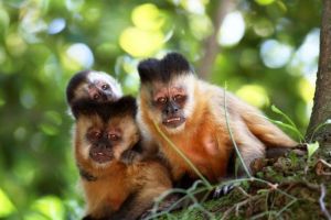 Tufted capuchins