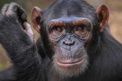 Chimpanzee at Cameroon rescue centre; Jo-Anne McArthur / We Animals