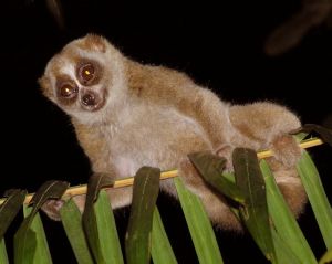 Slow loris