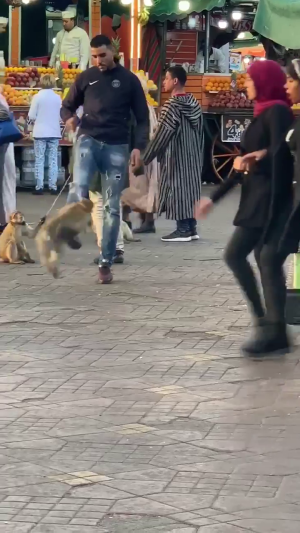 Barbary macaque being kicked by 'handler' and used as 'entertainment' for tourists in Morocco; photo credit Nelly Moulin