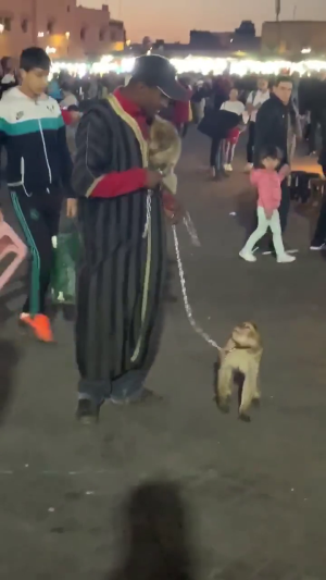 Barbary macaques on neck chains used as 'entertainment' for tourists in Morocco; photo credit Nelly Moulin