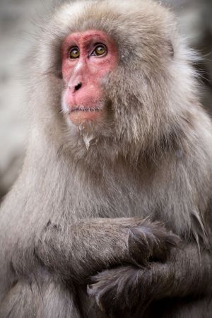 Adult Japanese macaque; Jean Beaufort, FreeIMG