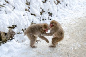 Japanese macaques playing in snow; pen_ash, FreeIMG