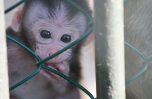 Baby long-tailed macaque, breeding farm in Mauritius; Cruelty Free International
