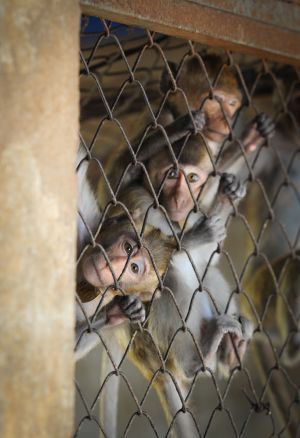 Long-tailed macaques in breeding farm; Jo-Anne McArthur / We Animals