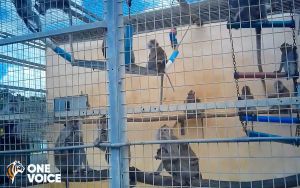 Long-tailed macaques in a Mauritius breeding facility; One Voice