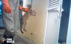 Long-tailed macaque in a Mauritius breeding facility; One Voice