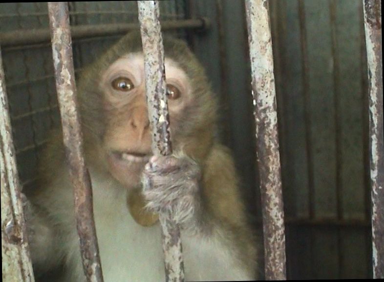 Long-tailed macaque at Vietnam monkey farm; Cruelty Free International