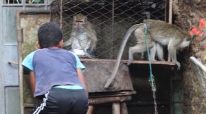 Long-tailed macaques as 'pets', Mauritius