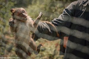 Captured long-tailed macaque in Indonesia; Action for Primates