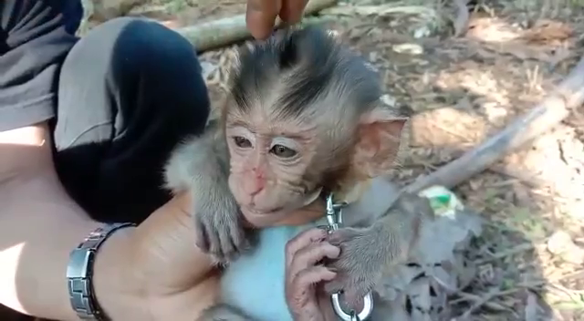 Infant long-tailed macaque abused on social media; Action for Primates
