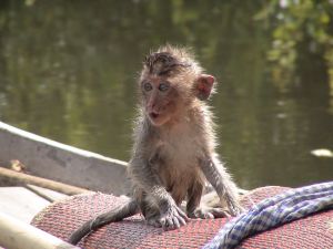 Infant long-tailed macaque forcibly taken from his mother by trappers; Cruelty Free International