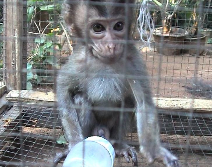 Captive infant long-tailed macaque; Action for Primates
