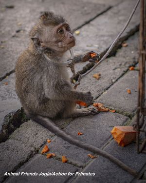 Meta's Platform Enables and Rewards Monkey Abusers Despite Policy Violations