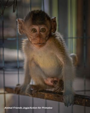 Infant long-tailed macaque in captivity, Indonesia; Animal Friends Jogja/Action for Primates