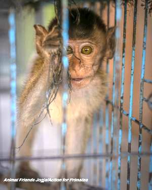 Infant long-tailed macaque in captivity; Animal Friends Jogja/Action for Primates