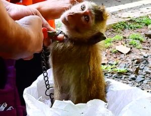 Macaque abuse at Angkor Wat; social media