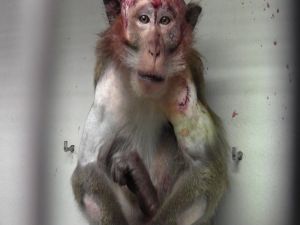Long-tailed macaque from Mauritius, used in brain research in European laboratory; Cruelty Free International/SOKO Tierschutz