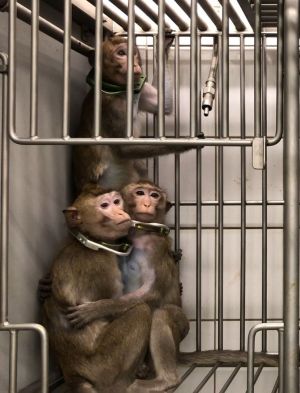 Long-tailed macaques with neck collars; SOKO Tierschutz and Cruelty Free International