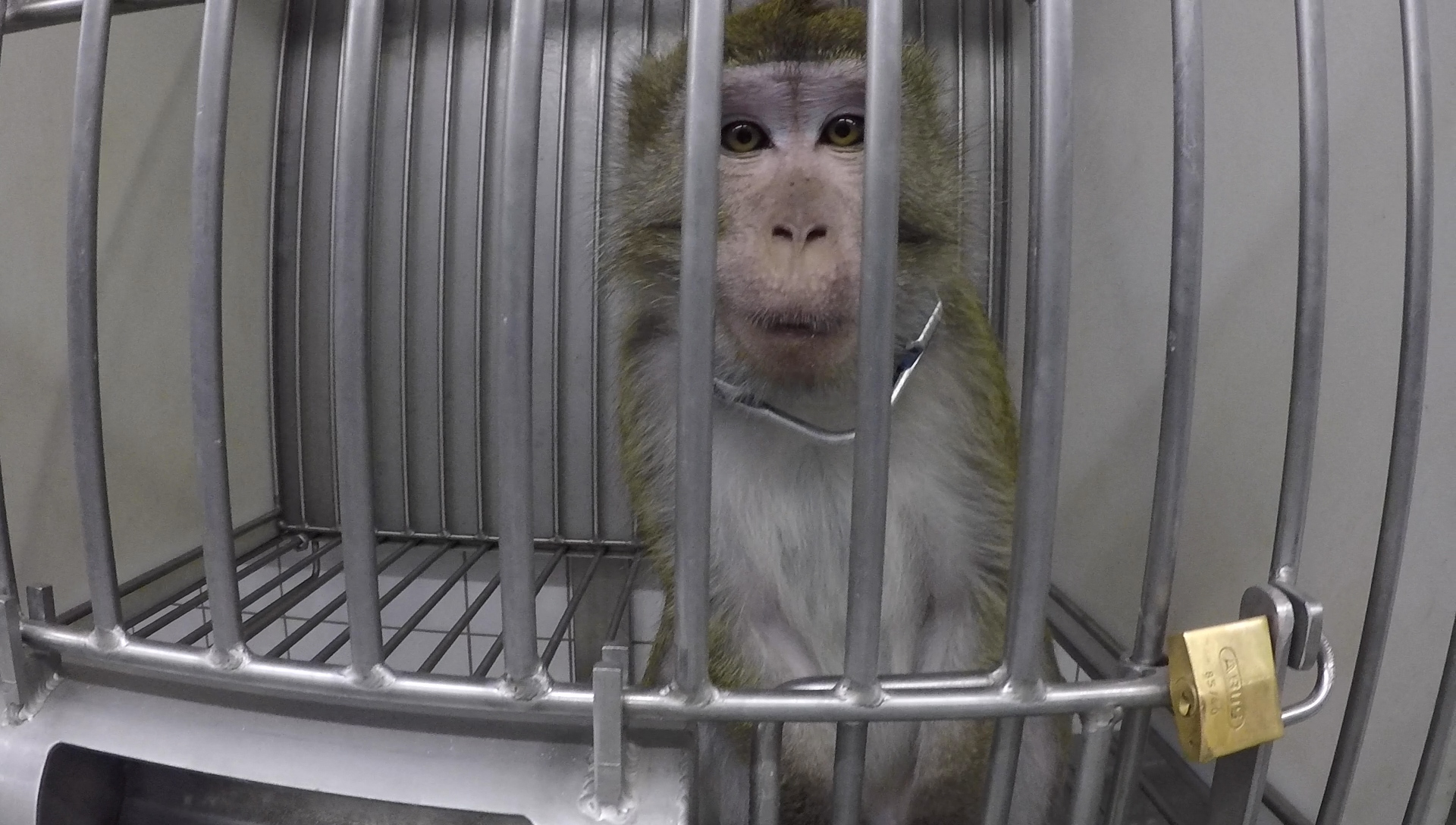 Long-tailed macaque in laboratory cage; SOKO Tierschutz and Cruelty Free International