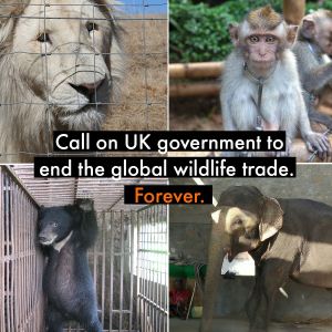 Coalition to End Wildlife Trade