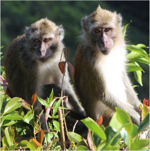 Two long-tailed macaques living freely in Mauritius