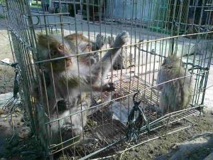Long-tailed macaques in Indonesia market; JAAN/Sumatra Wildlife Center