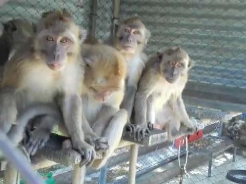 Long-tailed macaques huddled in breeding farm cage; Cruelty Free International
