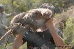 Long-tailed macaque mother and baby, Indonesia trapping; Action for Primates