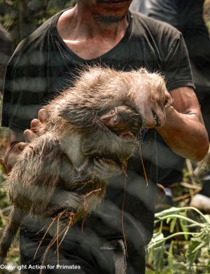 Captured female long-tailed macaque with infant, Indonesia; Action for Primates