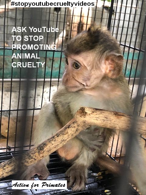 Baby long-tailed macaque in captivity; Wildlife Watchdogs