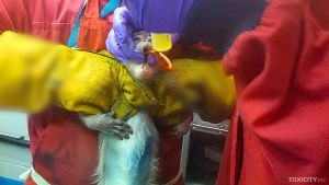 Long-tailed macaque restrained, oral gavage toxicity testing; Toxicity.inc