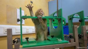 Long-tailed macaque restrained in device for toxicity testing in UK; Toxicity.inc