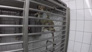 Long-tailed macaques in a laboratory; SOKO Tierschutz/Cruelty Free International