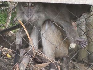 Long-tailed macaque captured in Indonesia; JAAN/Sumatra Wildlife Center