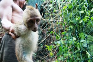 Young long-tailed macaque trapped in Indonesia; Pramudya Harzani