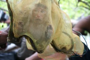 Wild long-tailed macaque captured by trappers in Cambodia; Cruelty Free International