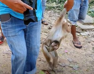 Macaque abuse at Angkor Wat; social media