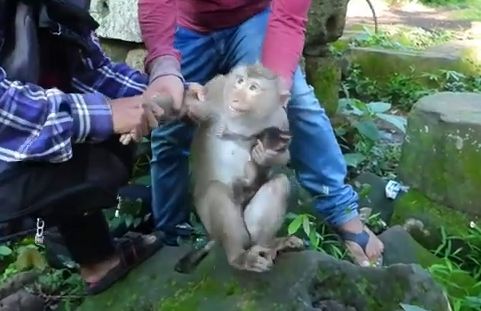 Mother northern pig-tailed macaque with nursing baby, captured at Angkor Wat, Cambodia