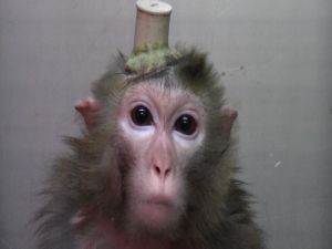 Rhesus macaque in another laboratory; SOKO Tierschutz/Cruelty Free International